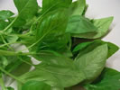Basil
