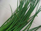 Chives