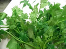 Coriander