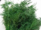 Dill