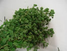 Marjoram