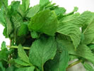Mint