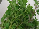 Oregano