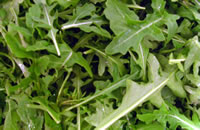 Salad Makers