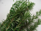 Rosemary