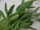 Sage