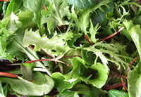 Salad Mix