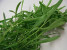 Tarragon