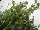 Thyme